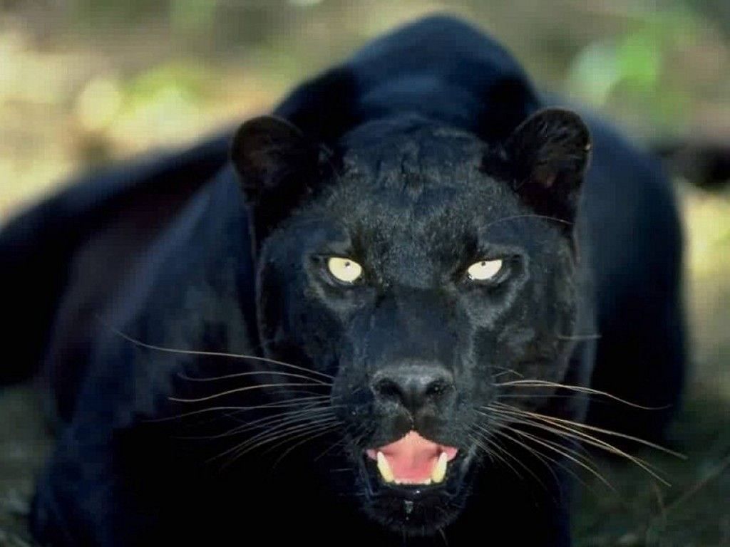 black panther animals roaring wallpaper black panther hq wallpaper. Jaguar animal, Black jaguar animal, Wild cats