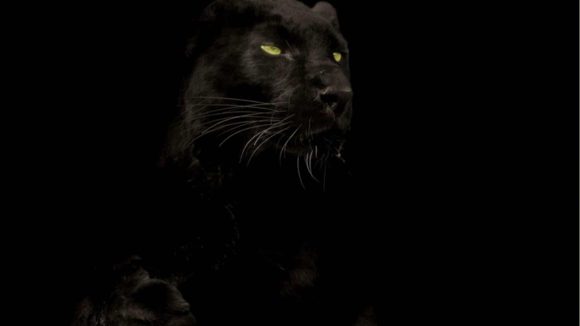 Black Panther Big Cat Wallpapers - Wallpaper Cave