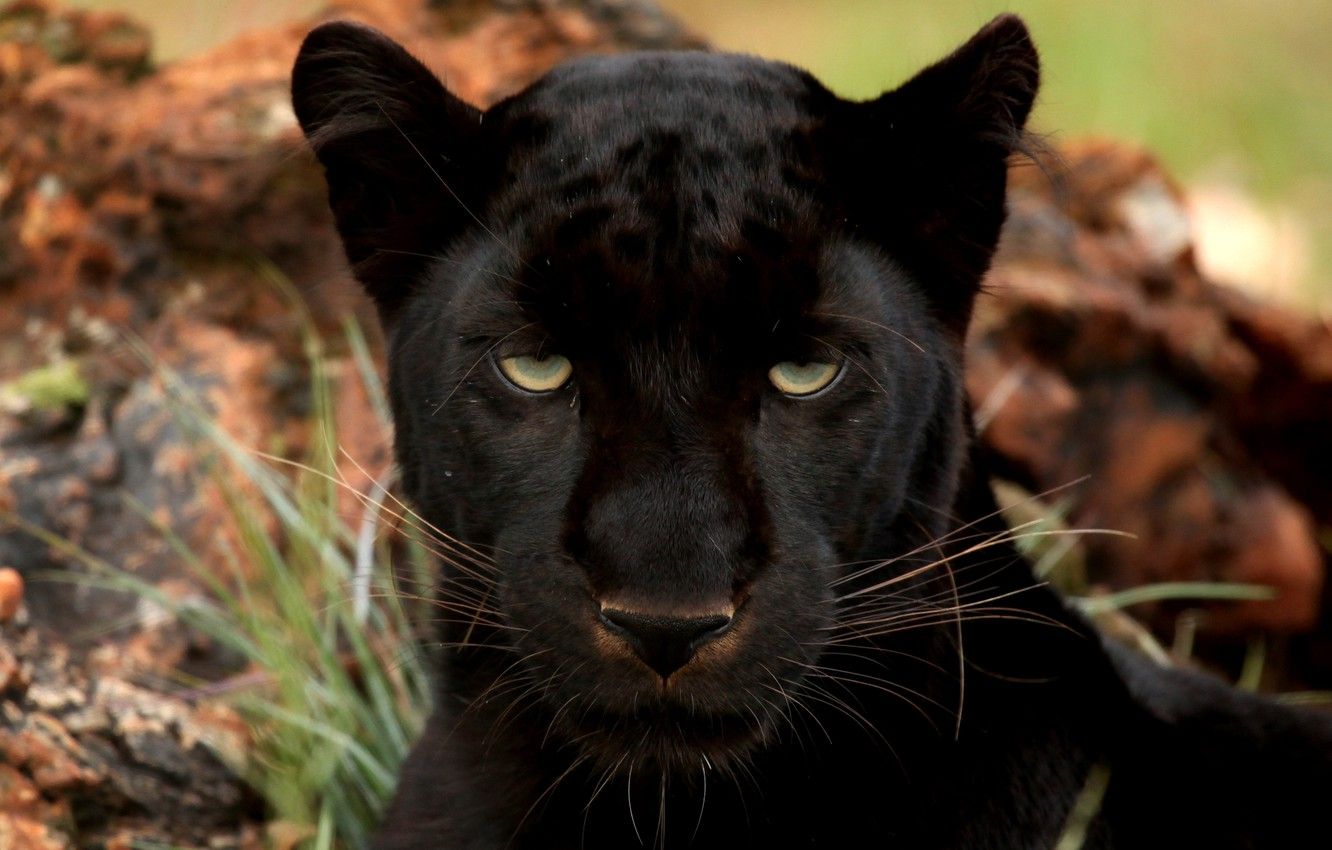 Wallpaper eyes, Panther, big cat, black leopard image for desktop, section кошки