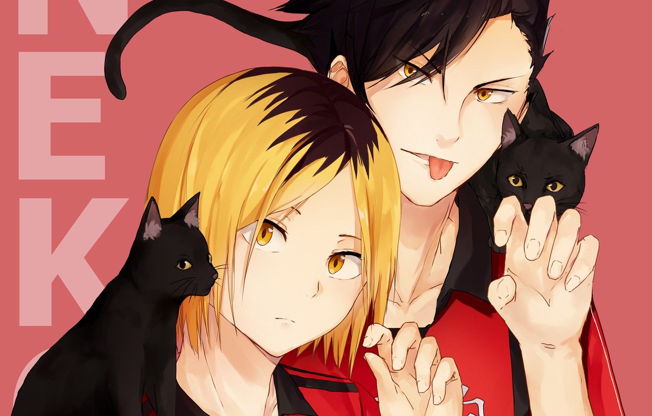 Wallpaper cats, cats, guys, Volleyball, Haikyuu, kuroken, by oretsuu image for desktop, section сёнэн