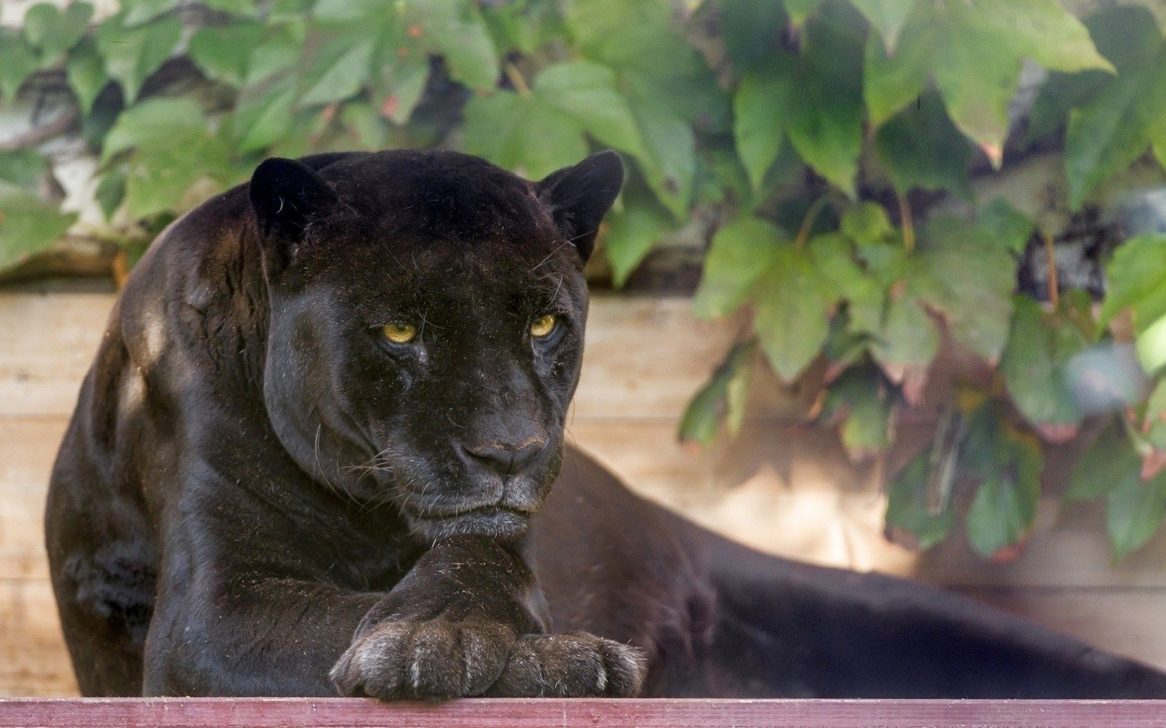 Black Panther Big Cat Desktop