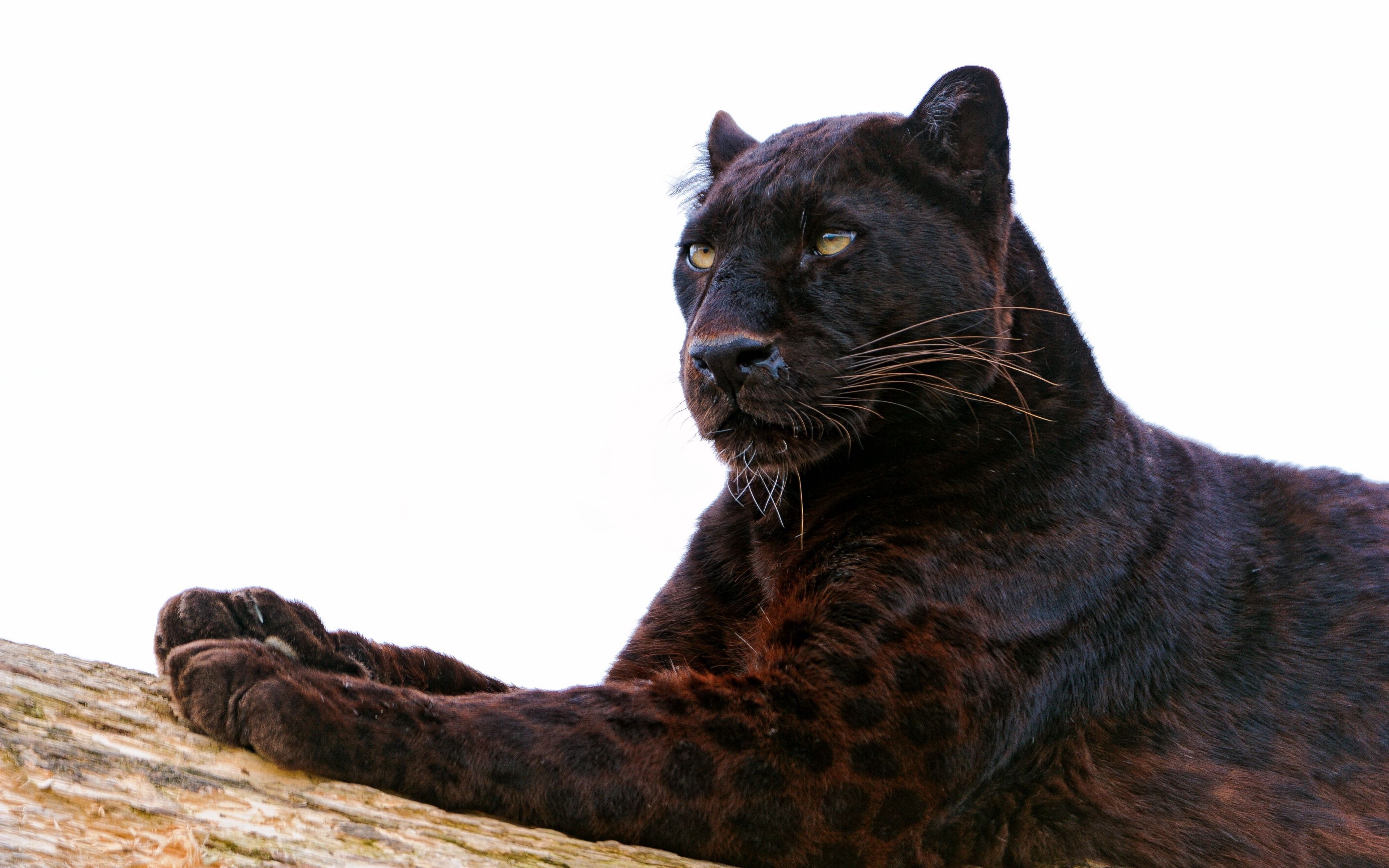 Wallpaper Panther, Paw, Lie Down, Predator, Big Cat Black Panther Animal