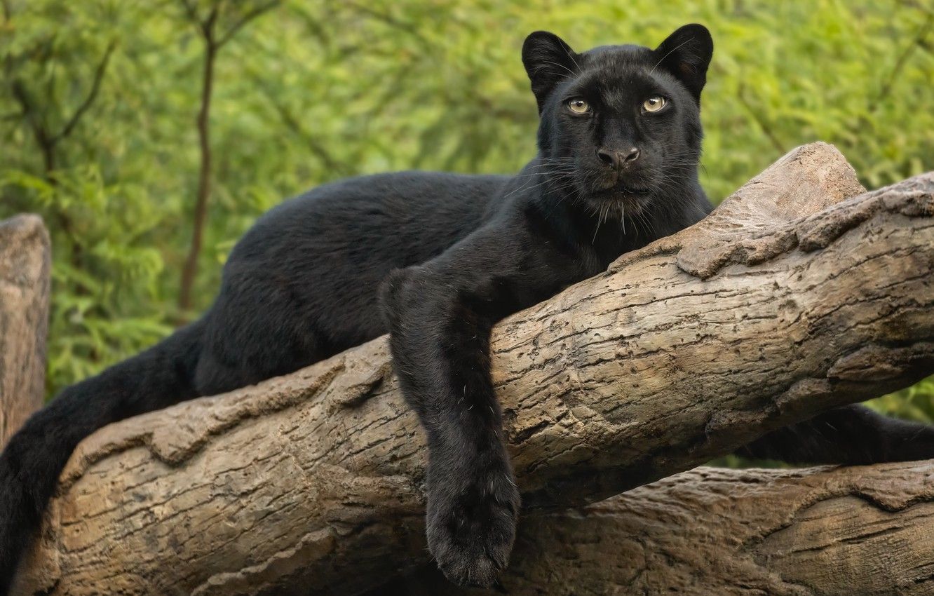 Wallpaper look, paw, leopard, log, wild cat, black Panther image for desktop, section кошки