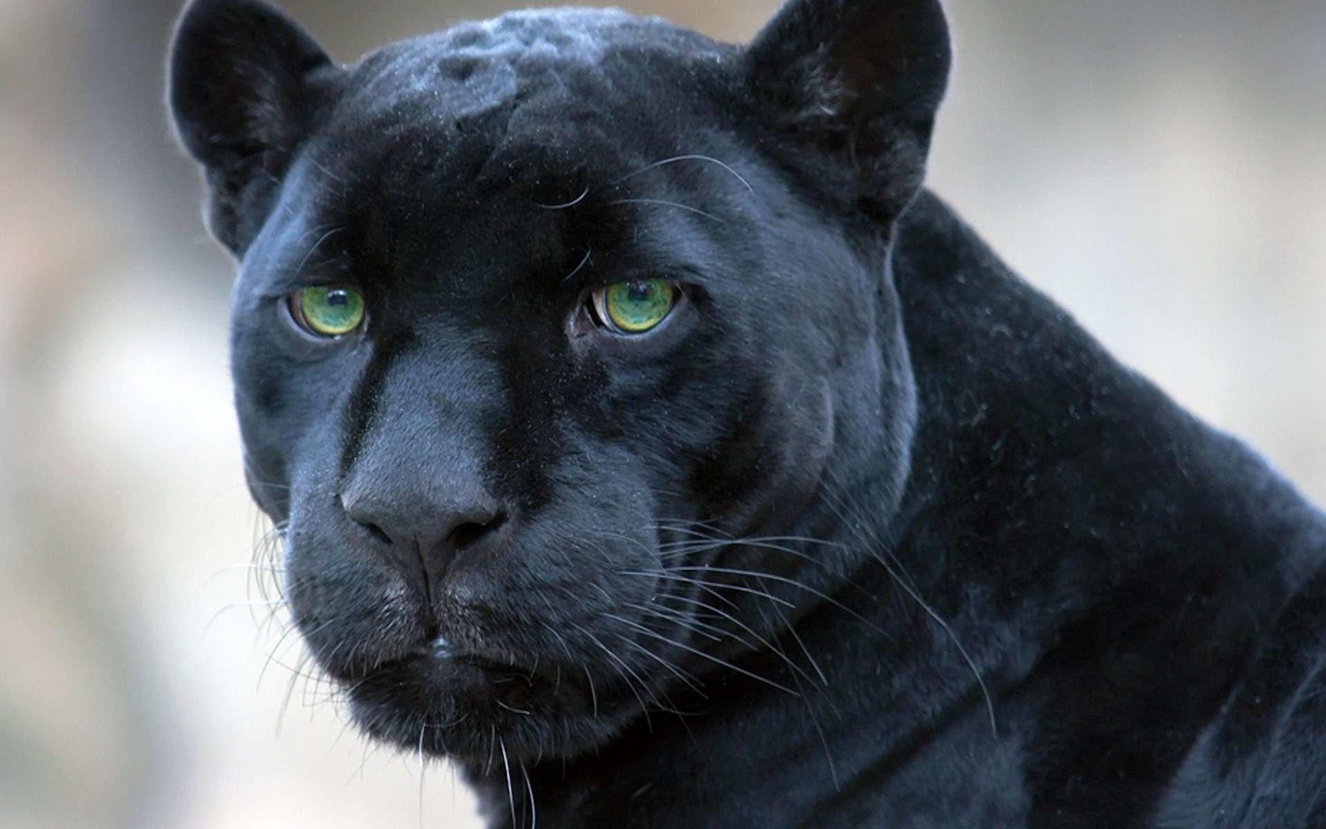 Wallpaper HD 1080p Black Panther Animal
