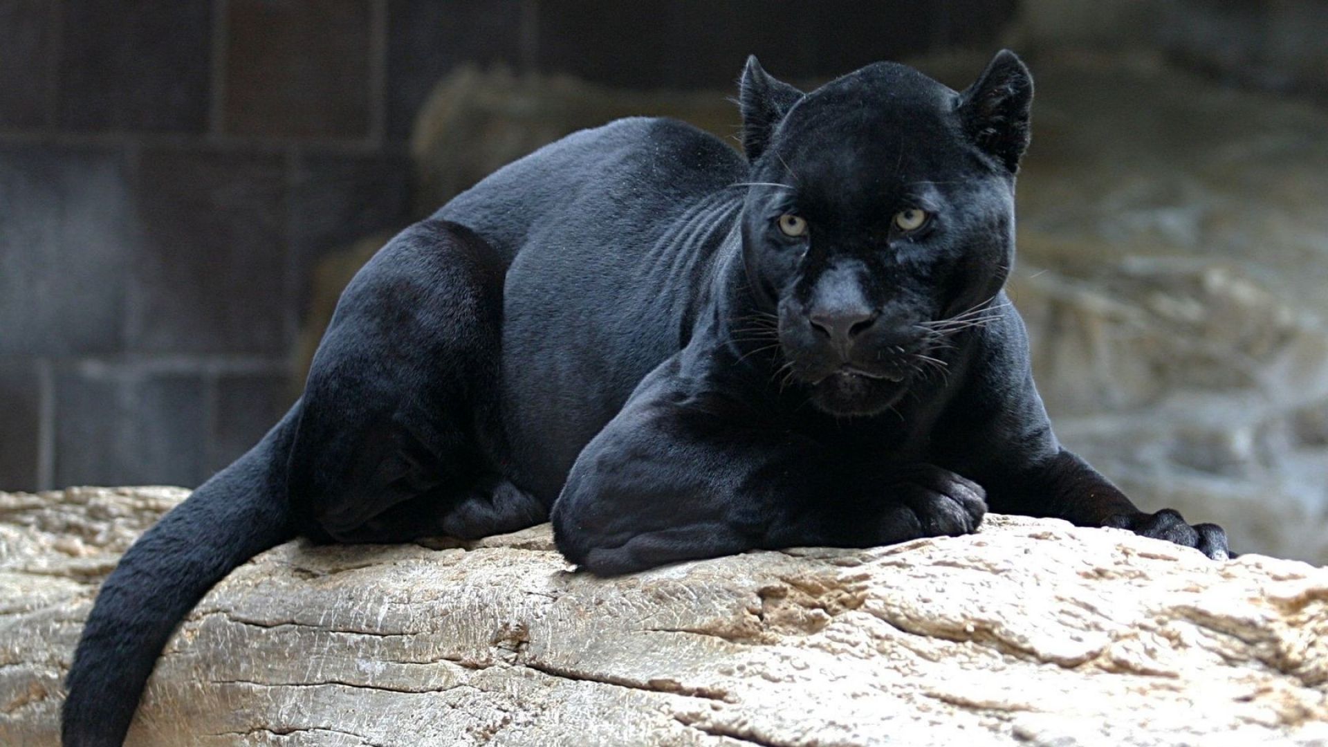 Download Wallpaper 1920x1080 panther, big cat, carnivore, face, lie Full HD 1080p HD Background