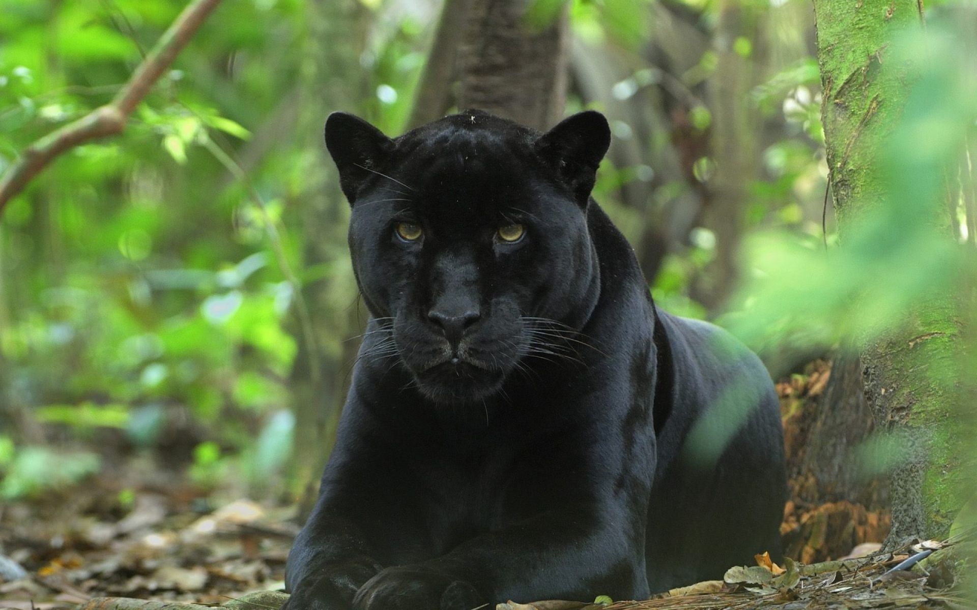 Black Panther Close Up Big Cat Predator Animal Wallpaper:1920x1200