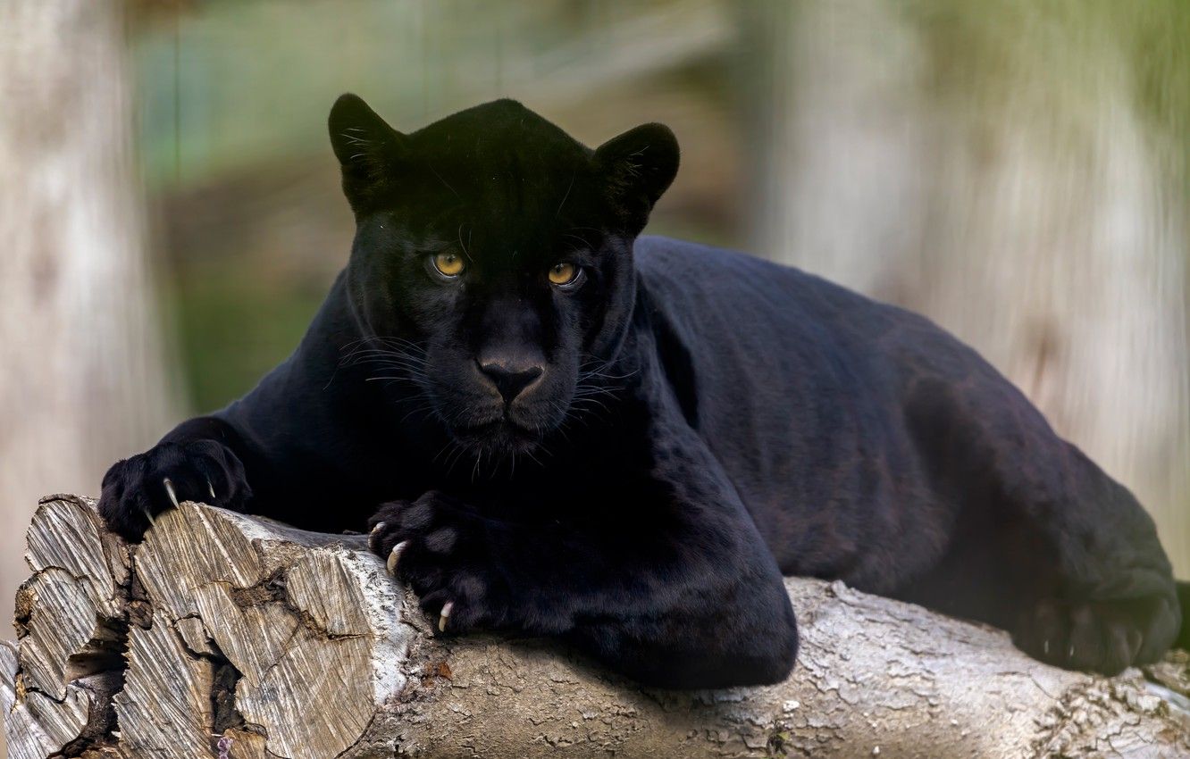 Wallpaper look, Jaguar, wild cat, black Panther image for desktop, section кошки