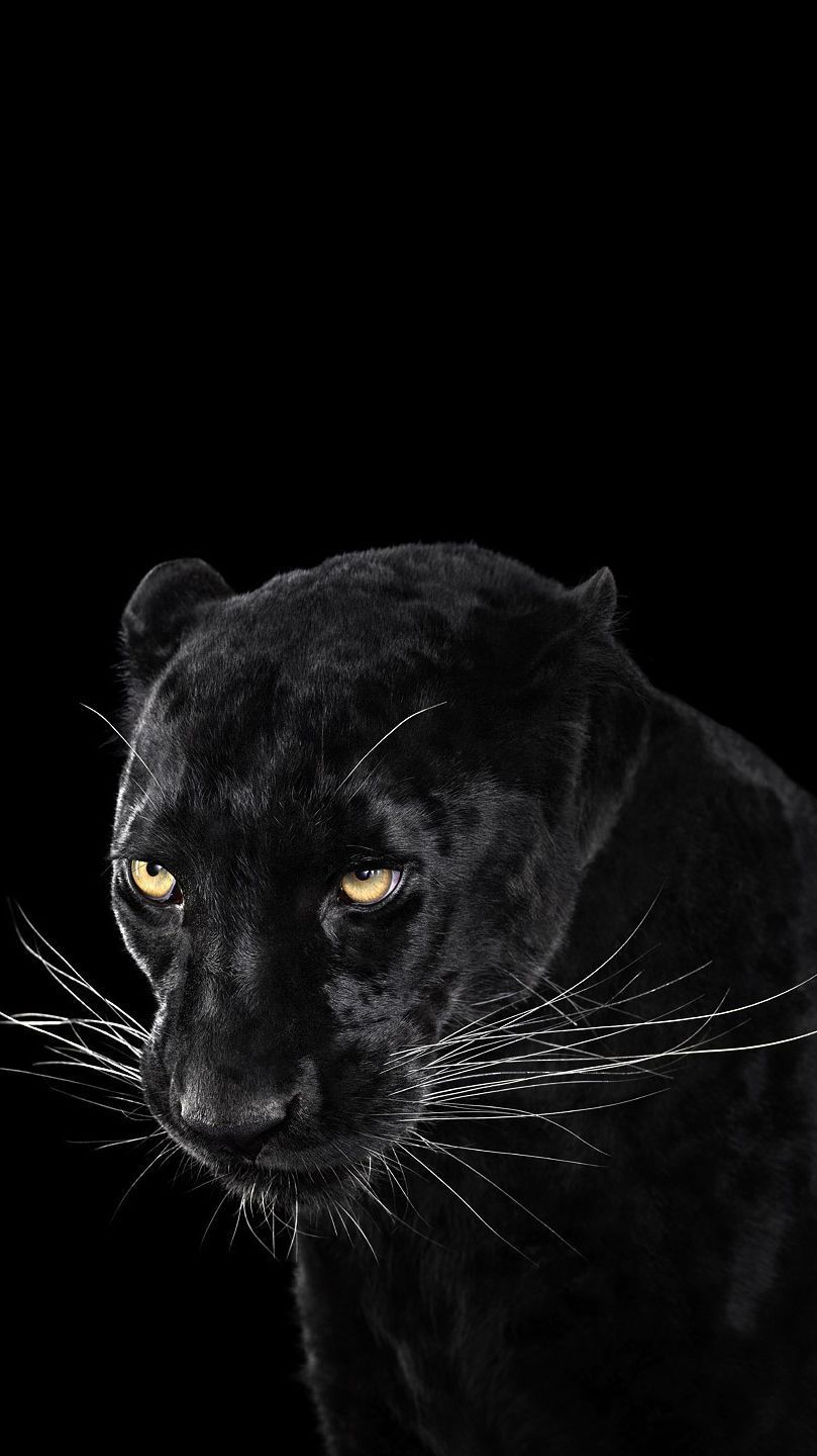 Black Panther Animal iPhone Wallpaper .wallpaperaccess.com
