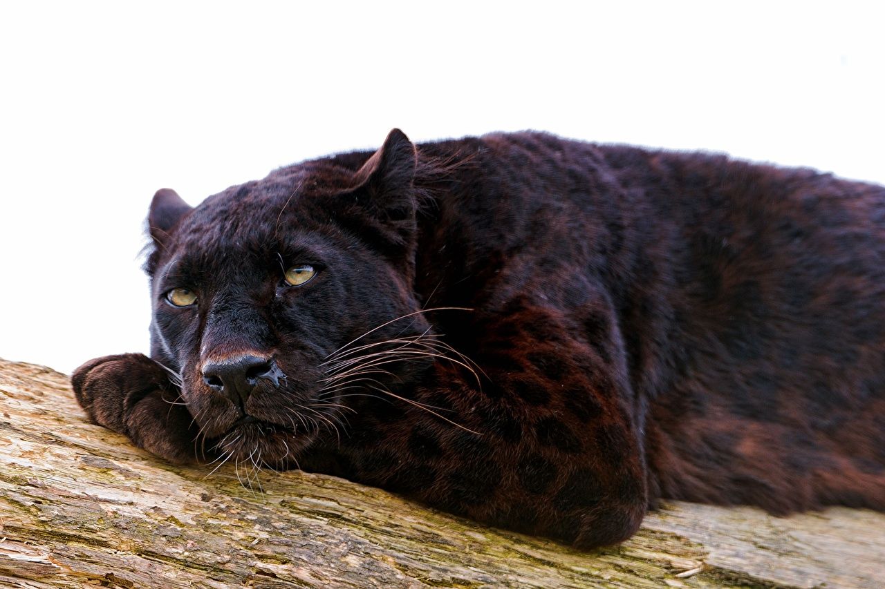 Desktop Wallpaper Panthers Big cats animal