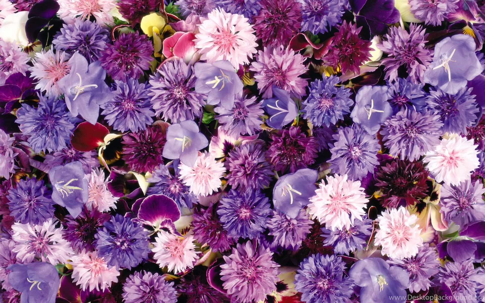 Purple Flowers Wallpaper Tumblr Desktop Background