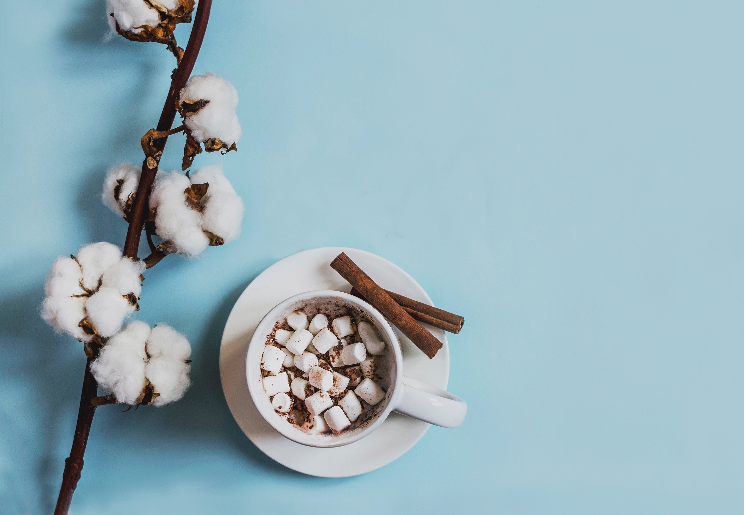 2500x1732 #spring, #marshmallow, #drink, #mallow, #cup, #plant, #coffe, #cup and saucer, #minimal, #cinnamon sticks, #cotton, #coffee, #lay flat, #blue background, #hot chocolate, #twig, #natural, #Free image