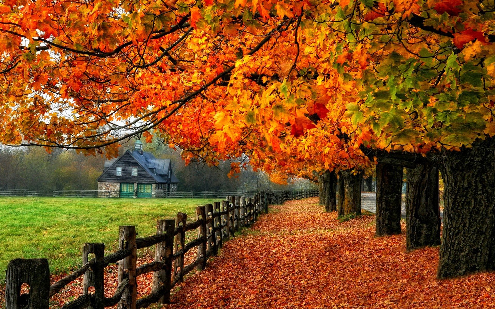 Wallpaper Colorful autumn, red leaves, path, grass, house 1920x1200 HD Picture, Image