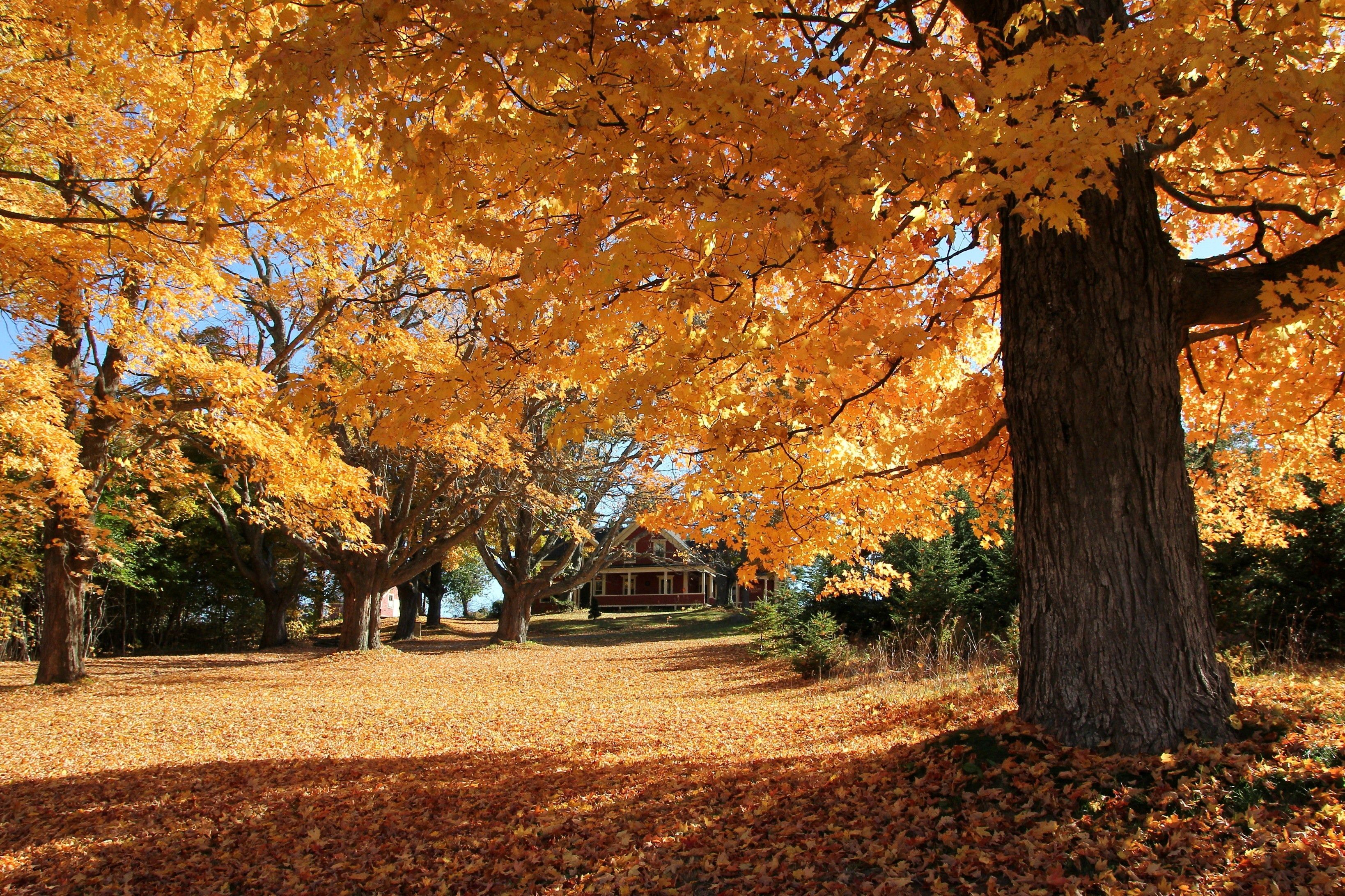 autumn, Park, House, Trees, Landscape Wallpaper HD / Desktop and Mobile Background