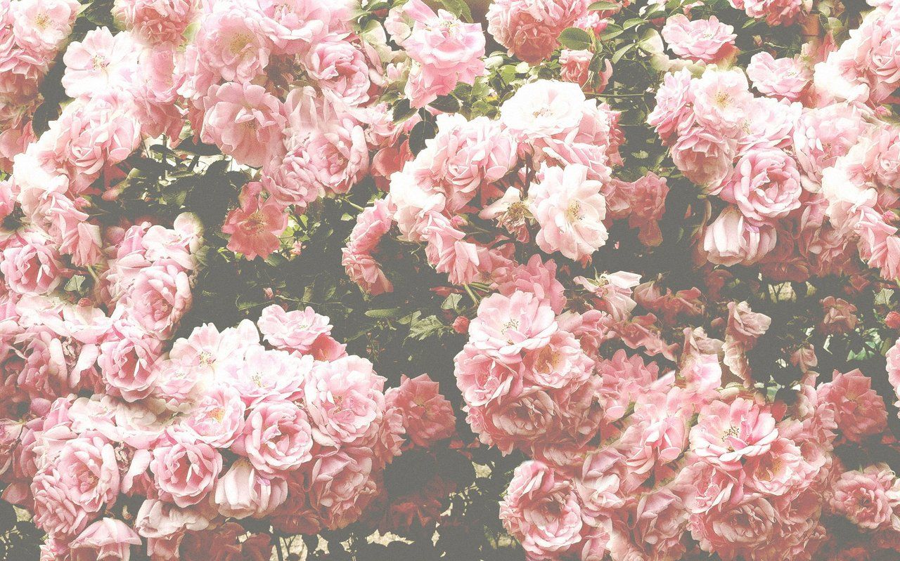 Pink Flowers Tumblr Photography
