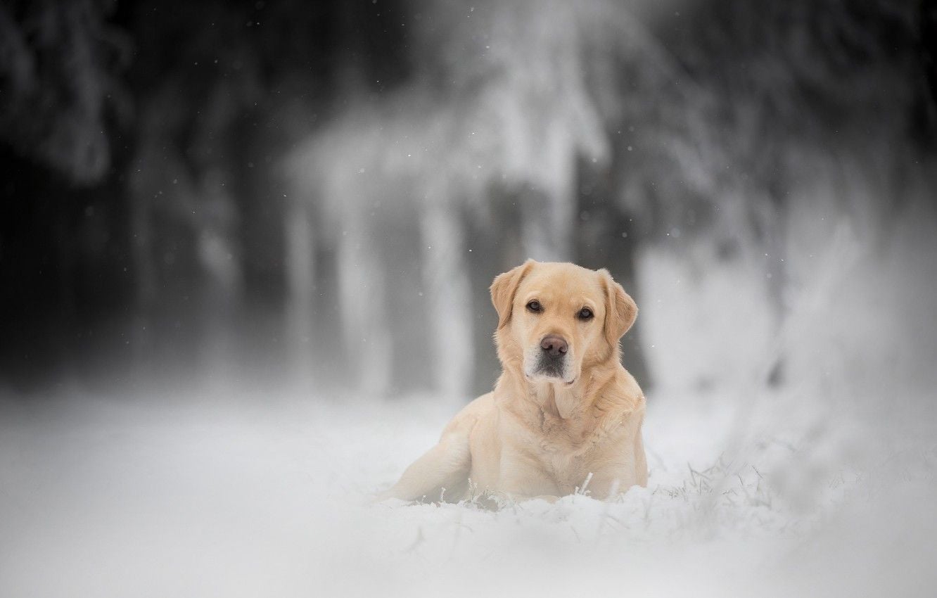 Labrador Winter Wallpapers - Wallpaper Cave