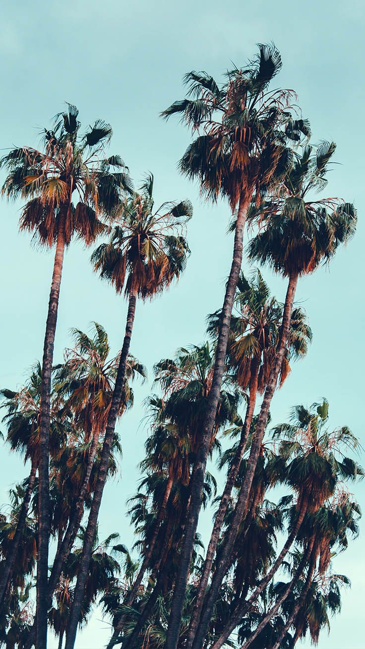 Let's go Coconuts! Enjoy 10 Tropical iPhone Wallpaper!
