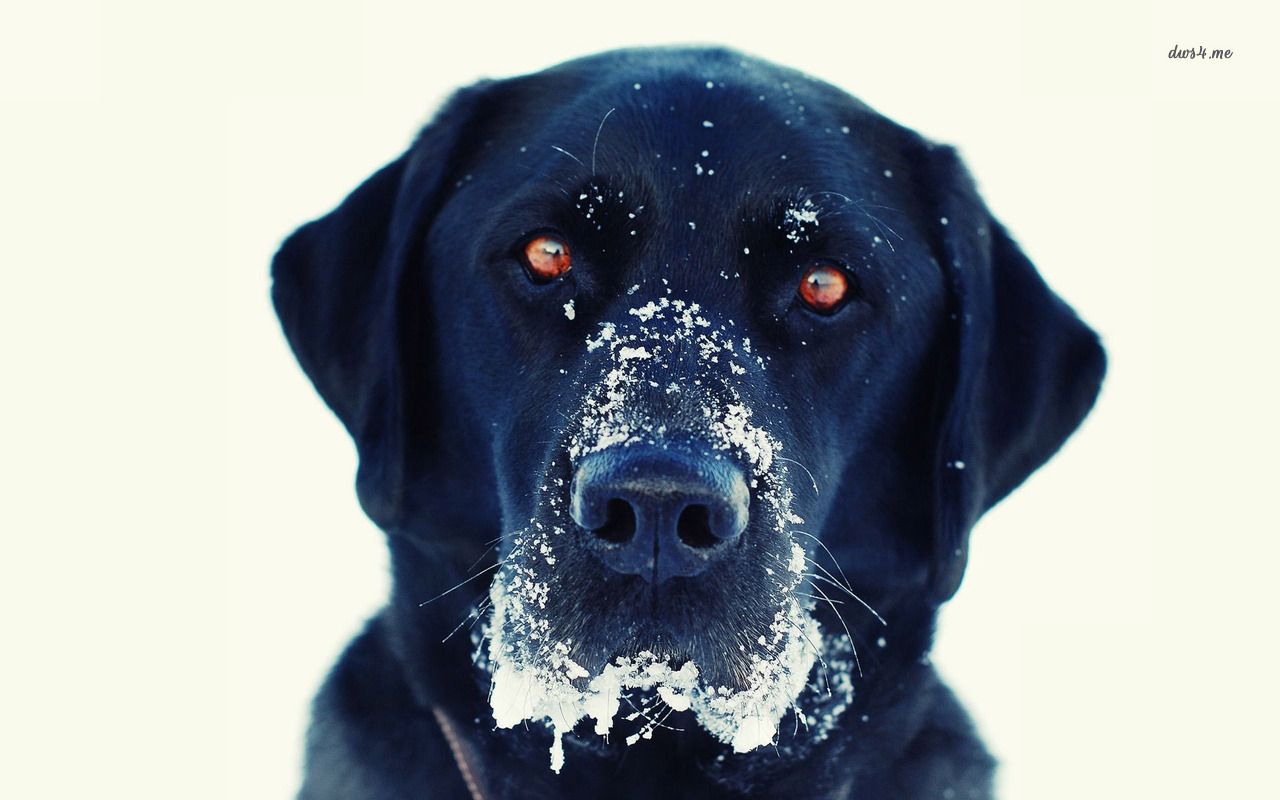 Free download Black lab in the snow wallpaper Animal wallpaper 25879 [1280x800] for your Desktop, Mobile & Tablet. Explore Black Lab Wallpaper Desktop. Labrador Retriever Wallpaper for Desktop, Black Labs Wallpaper