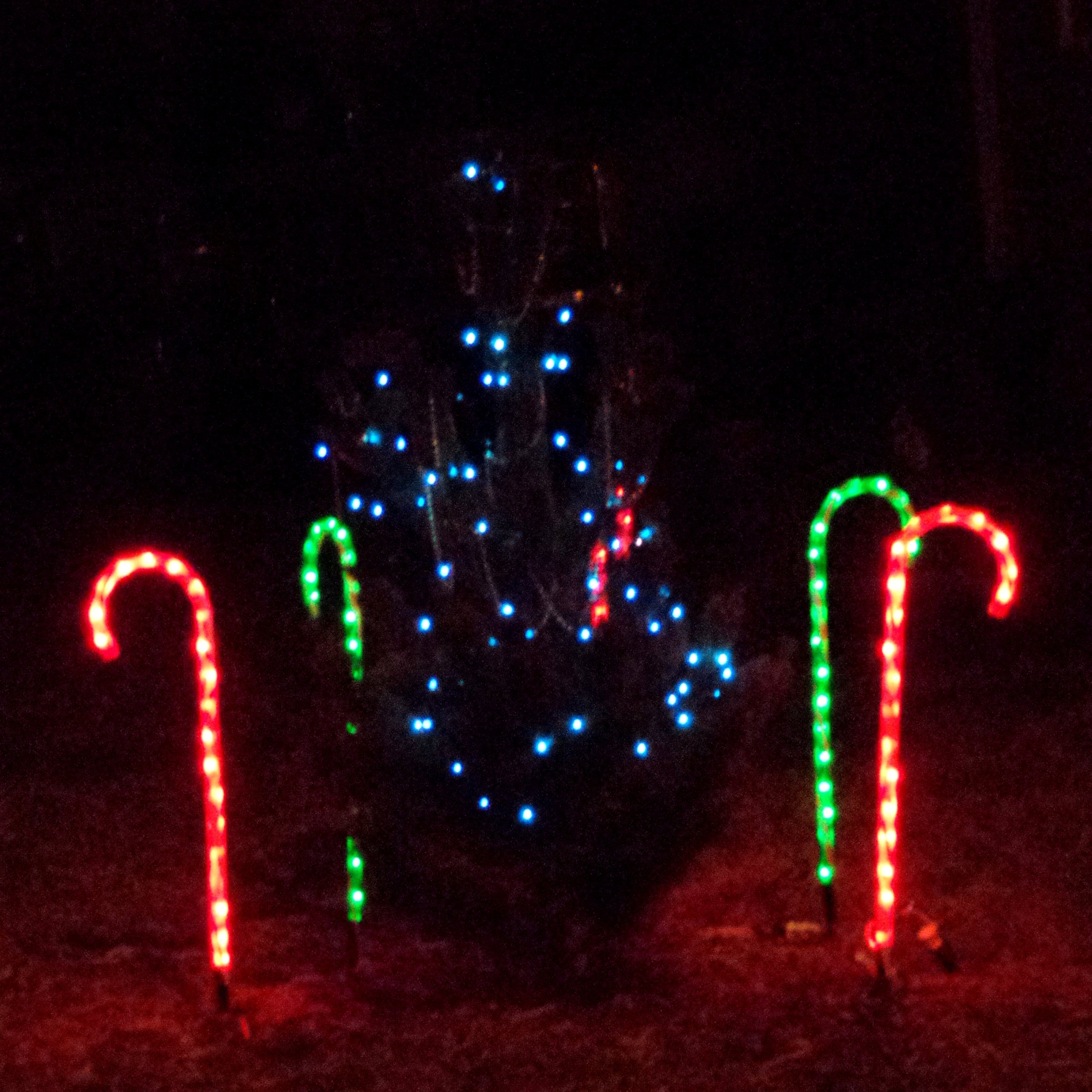 Christmas Tree and Candy Cane Lights Picture. Free Photograph. Photo Public Domain
