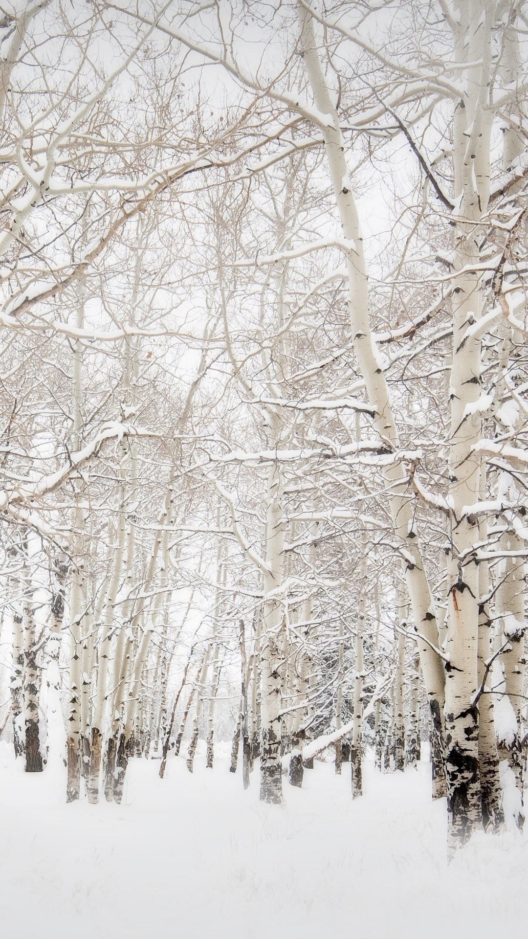 iPhone Winter Tree Wallpaper