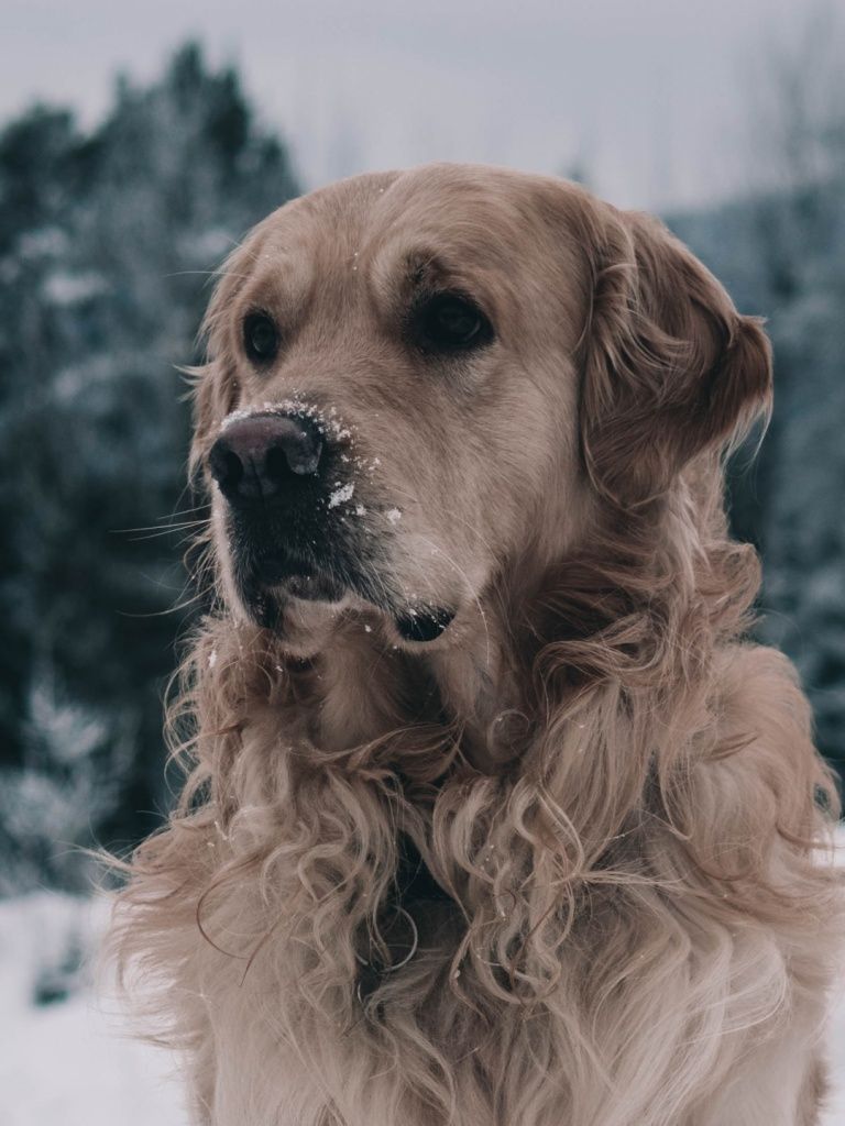 Labrador Winter Wallpapers - Wallpaper Cave