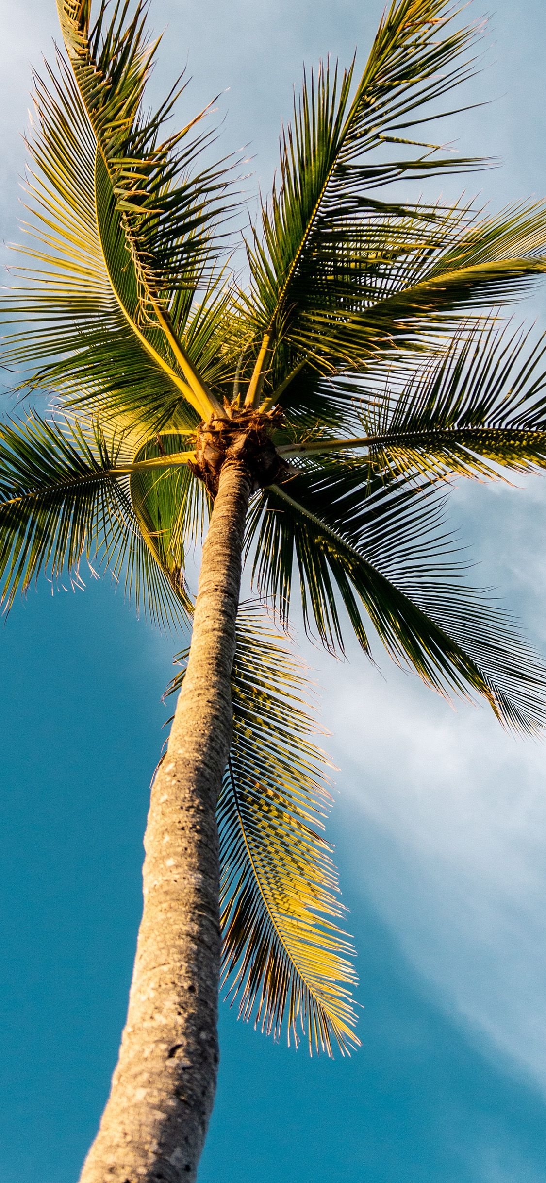 iPhone X wallpaper. tree summer palm sky sunny nature