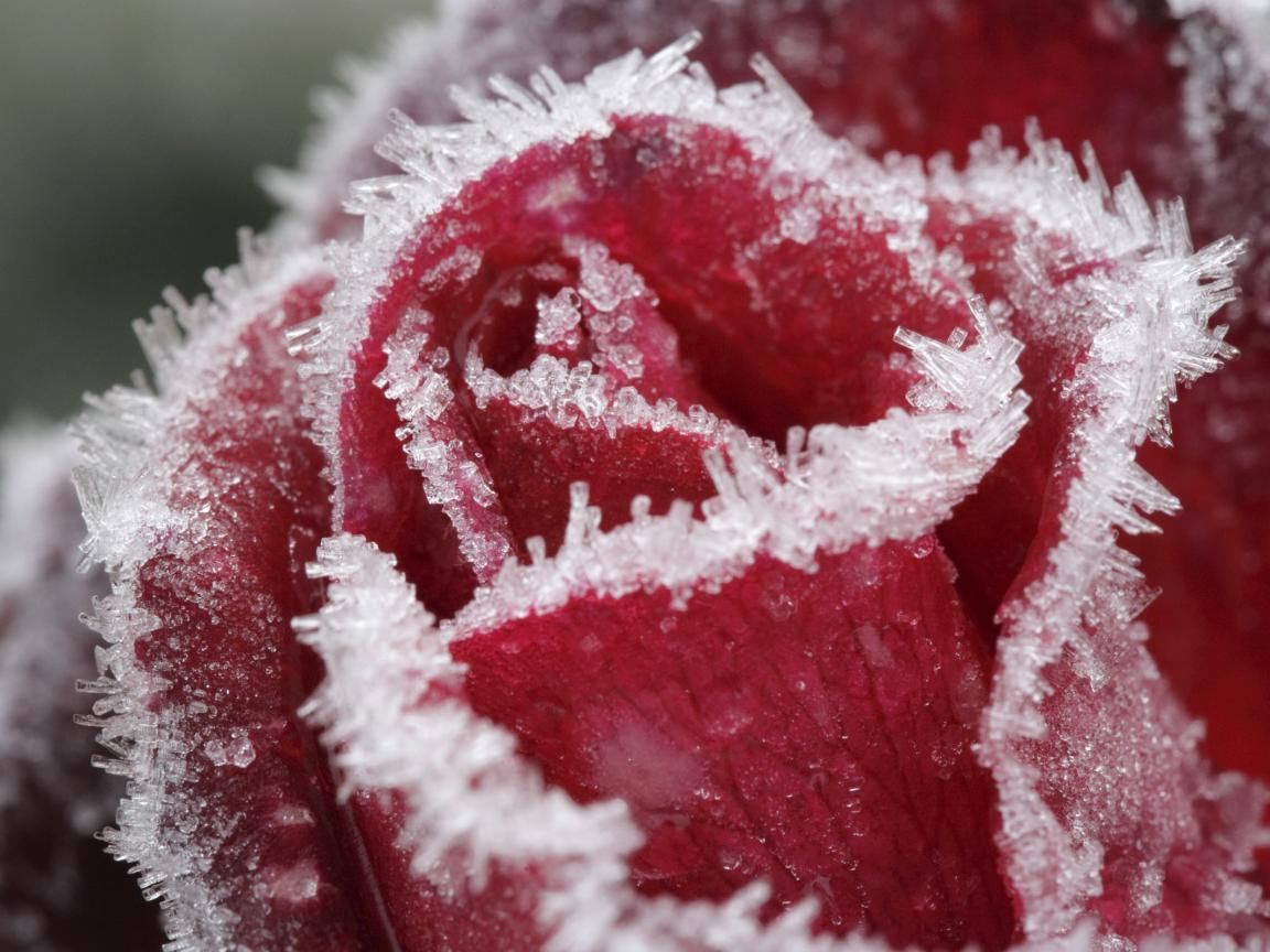 Frost Flower. Frozen rose, Winter flowers, Rose wallpaper