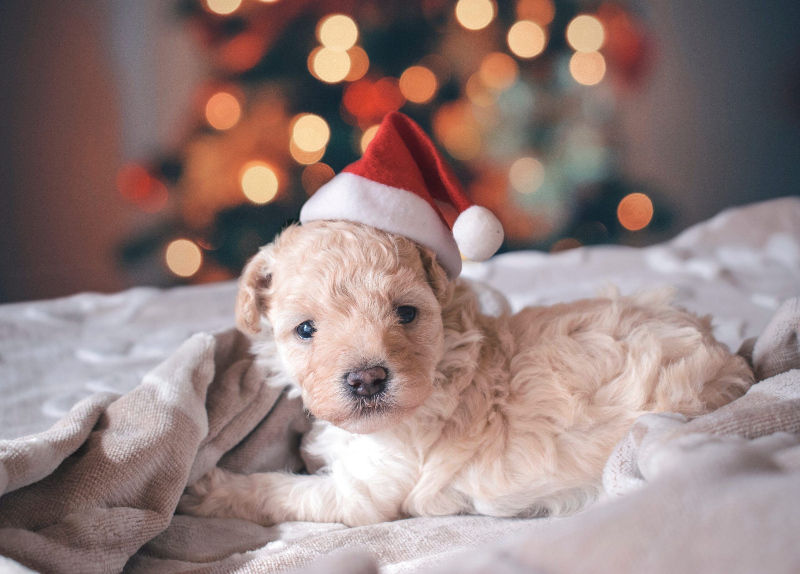 Cute Christmas Puppy Wallpaper To Download For Free Christmas Captions Wallpaper & Background Download