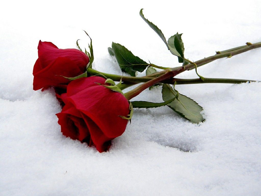 red roses in the snow. Red roses, Red rose flower, Rose