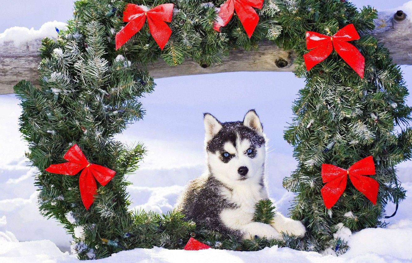 Wallpaper snow, Christmas, puppy, husky image for desktop, section собаки