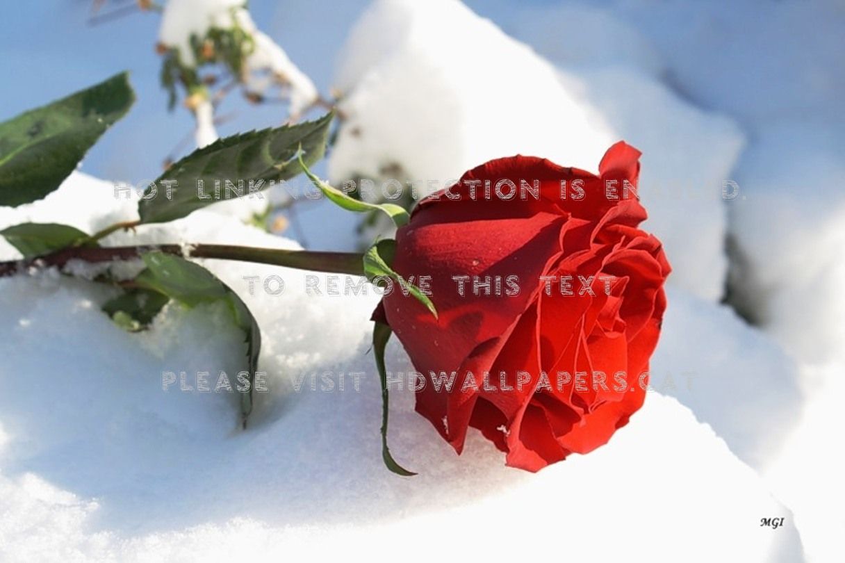 red rose flower nature snow wimter white