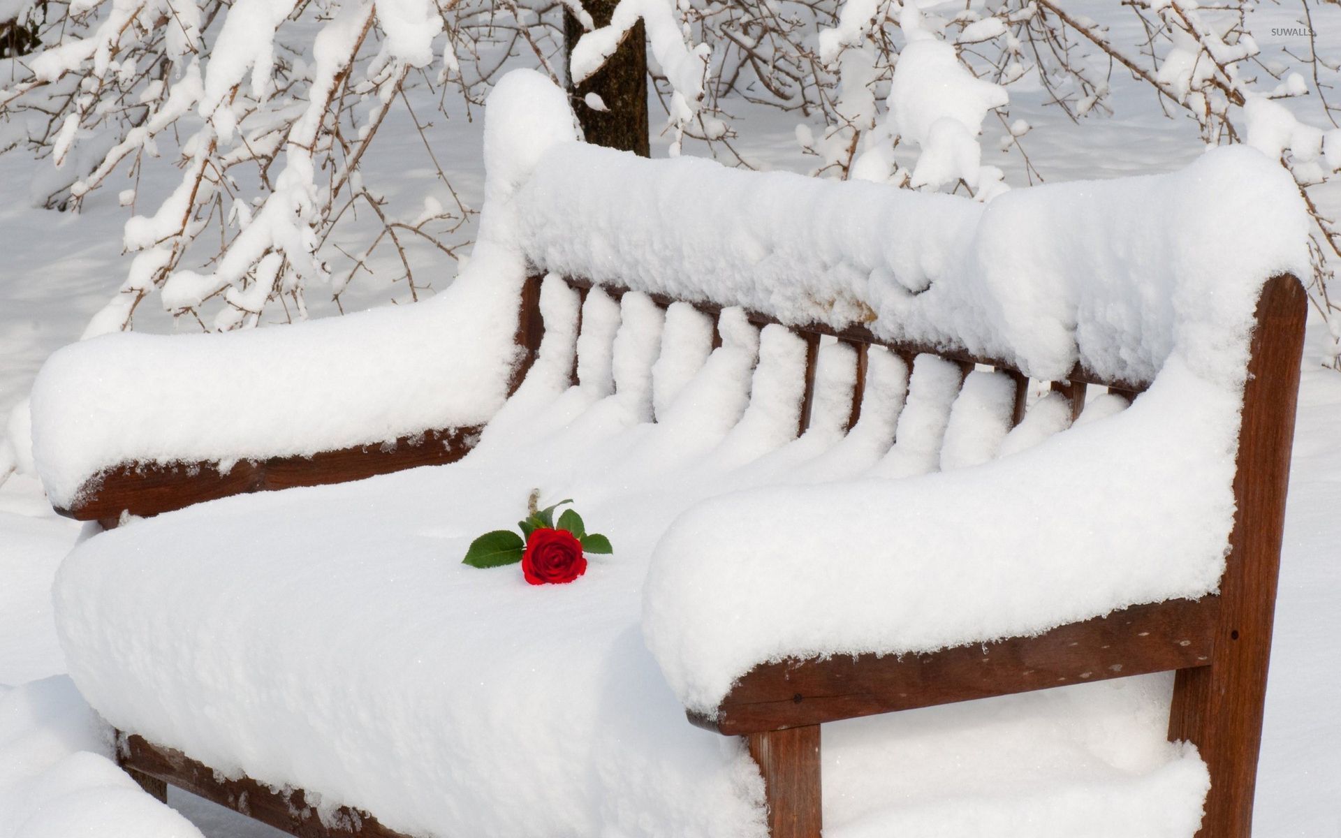 Red rose on the thick snow resting on the wooden bench wallpaper wallpaper