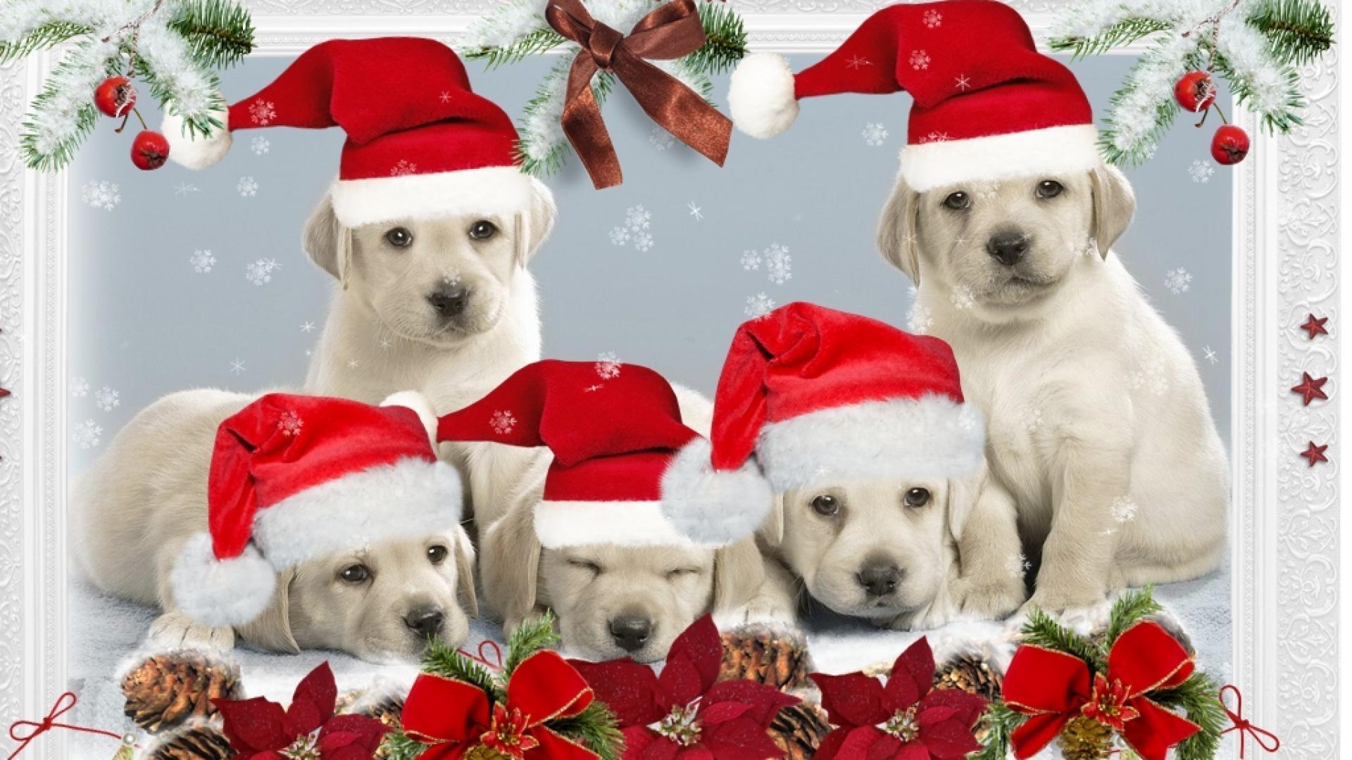 Pretty Christmas Wallpaper With Puppies
