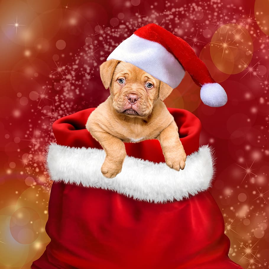 Dog Wearing Christmas Hat Wallpaper, Gifts, Dogs, Christmas Christmas Dogs HD Wallpaper