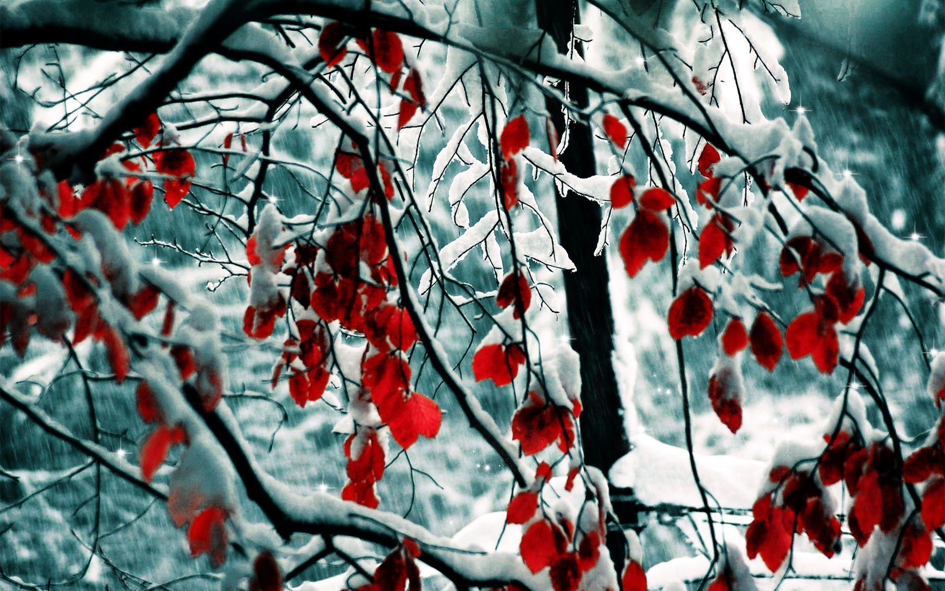 Winter Flower Desktop Wallpaper Free Winter Flower Desktop Background