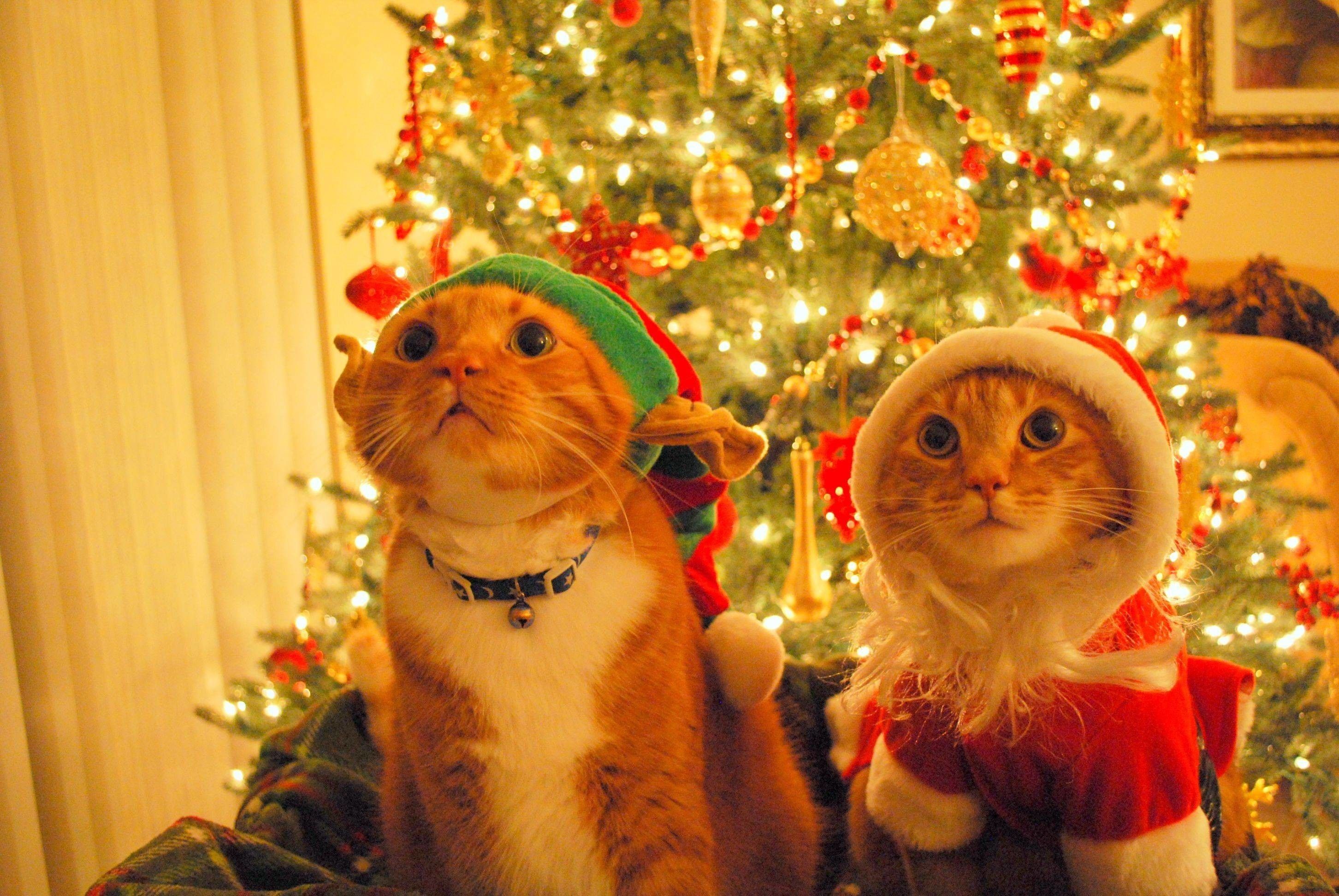 Free download 61 Christmas Cat Wallpaper [2904x1944] for your Desktop, Mobile & Tablet. Explore Picture Of Christmas Wallpaper. Picture Of Christmas Background, Picture Of Christmas Wallpaper, Picture Of Christmas Wallpaper