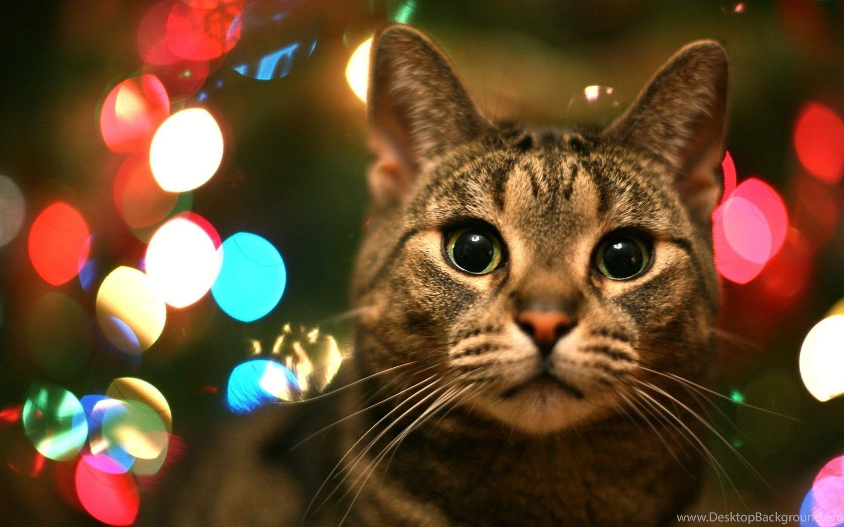 Cat Animal Christmas Wallpaper Photography Desktop Background