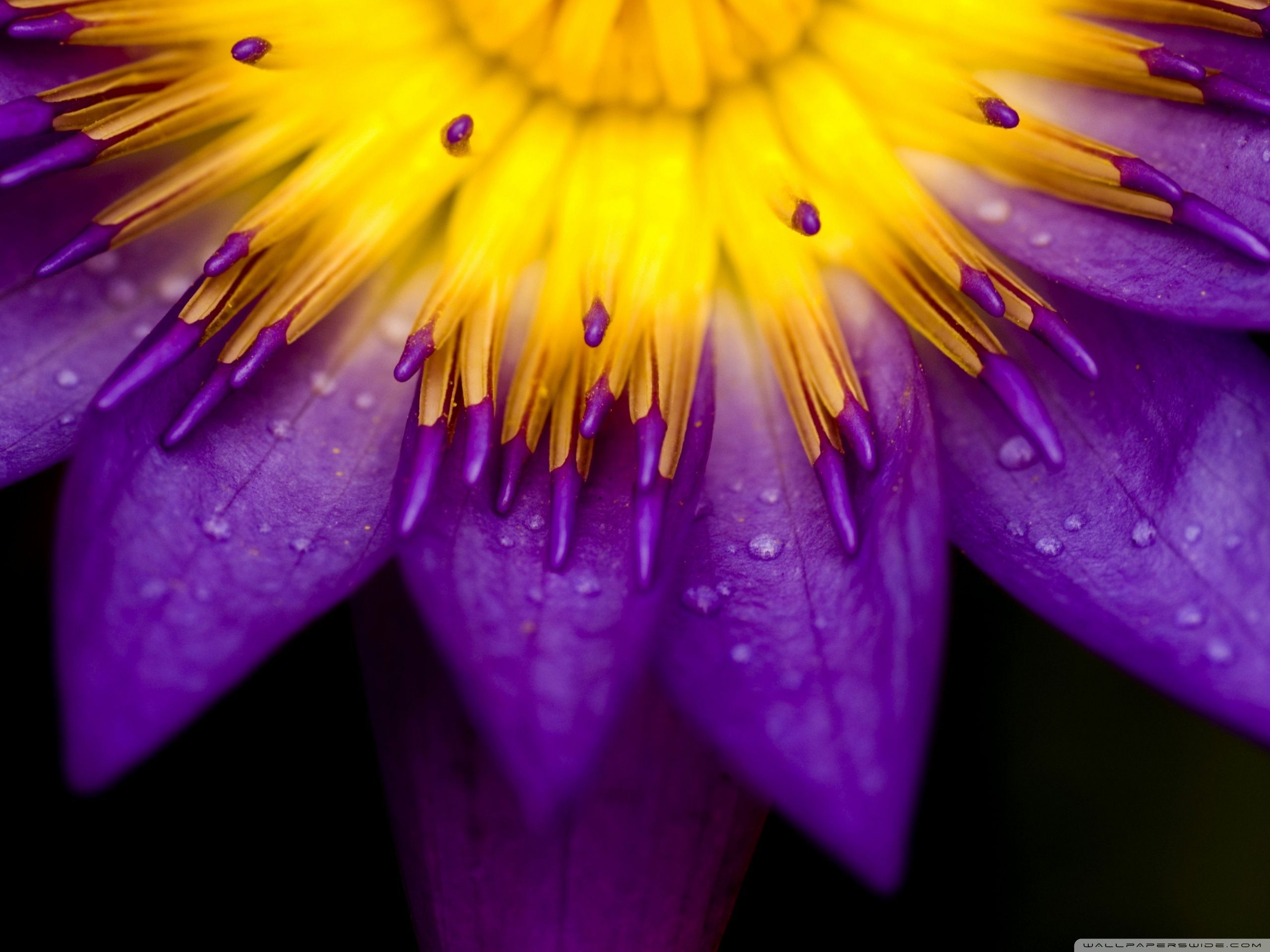 Purple And Yellow Wallpaper. Macro flower, Flowers photography, Petals