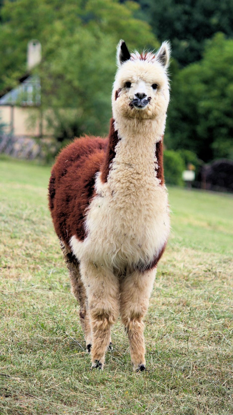 Download Wallpaper 938x1668 Llama, Cute, Funny, Animal, Wildlife Iphone 8 7 6s 6 For Parallax HD Background