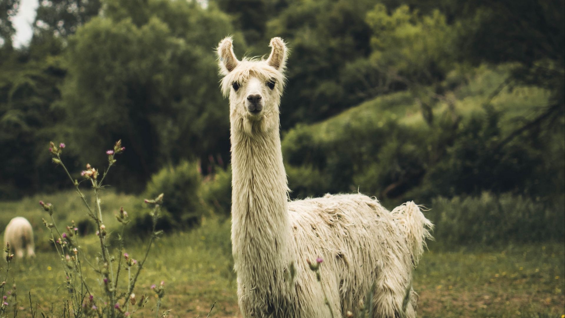 Wallpaper Llama, White, Funny, Cute, Animal In Nature