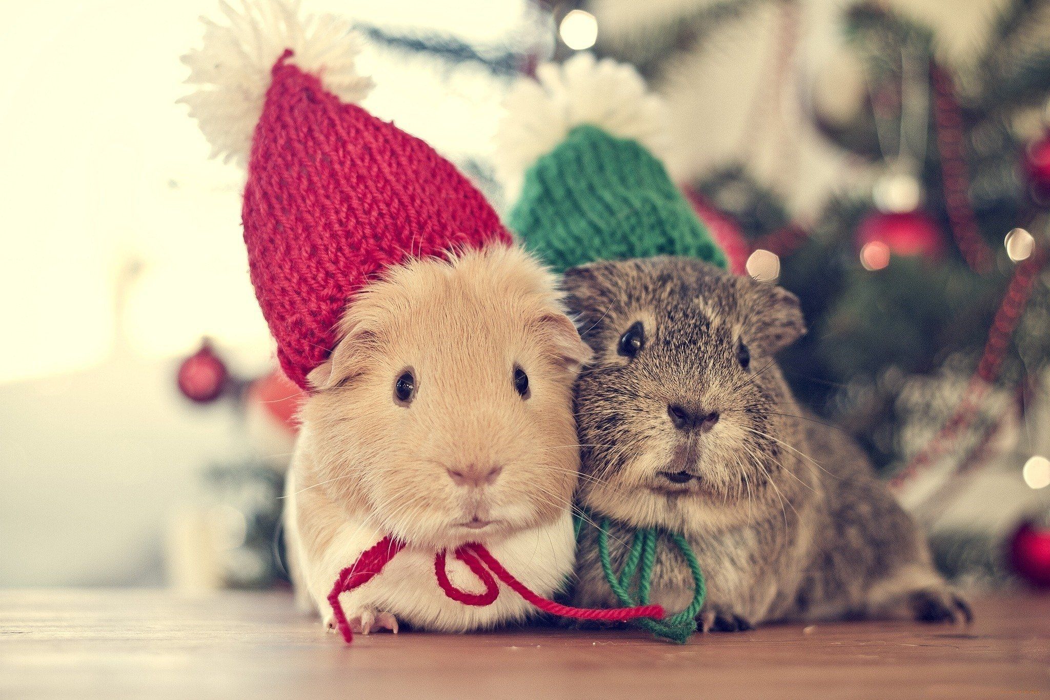 animals, Animal, Genuine, Pig, Christmas, Time Wallpaper HD / Desktop and Mobile Background