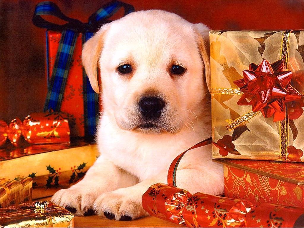 Cute Christmas Wallpaper With Dogs