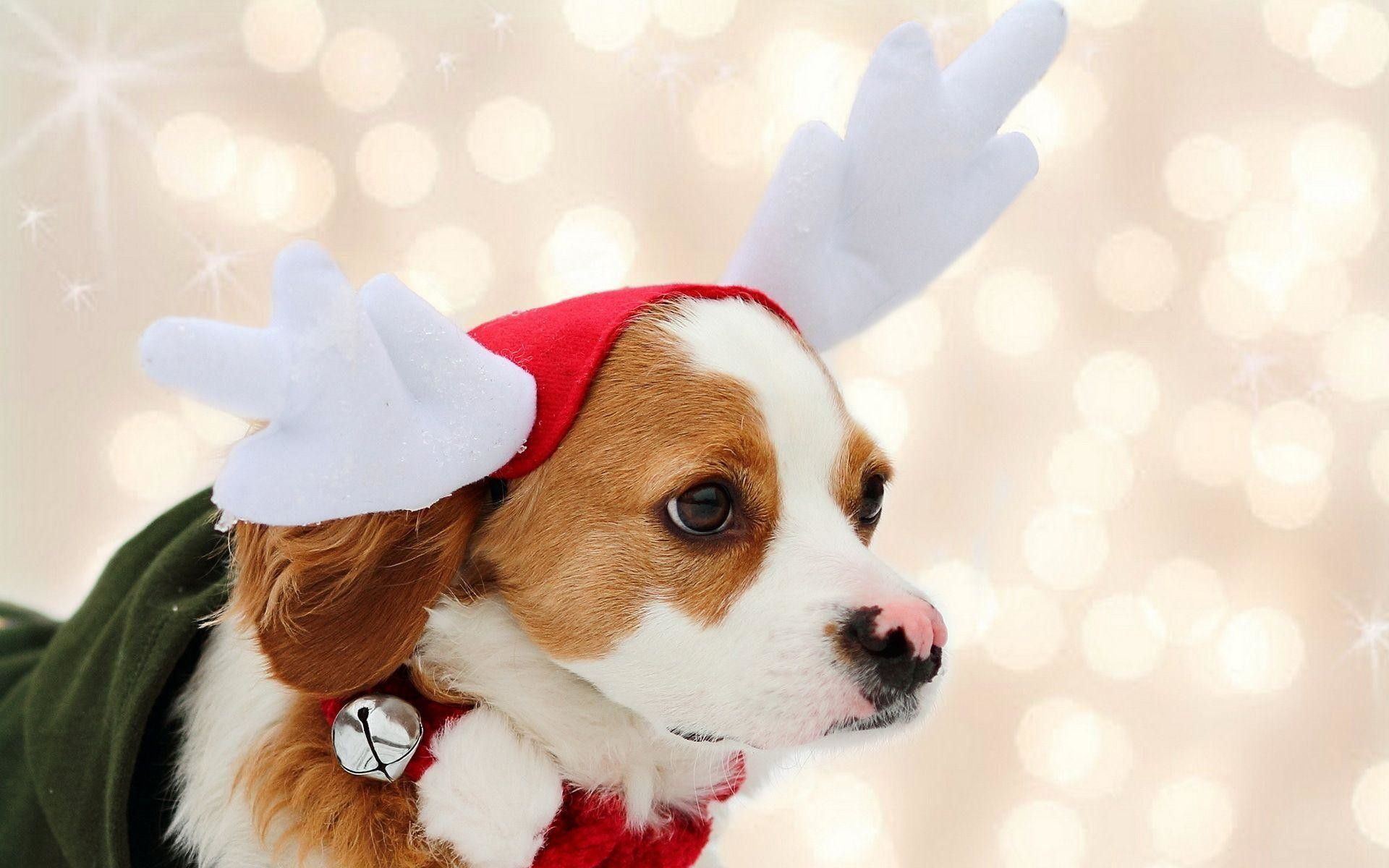 Cute Christmas Dog Wallpaper