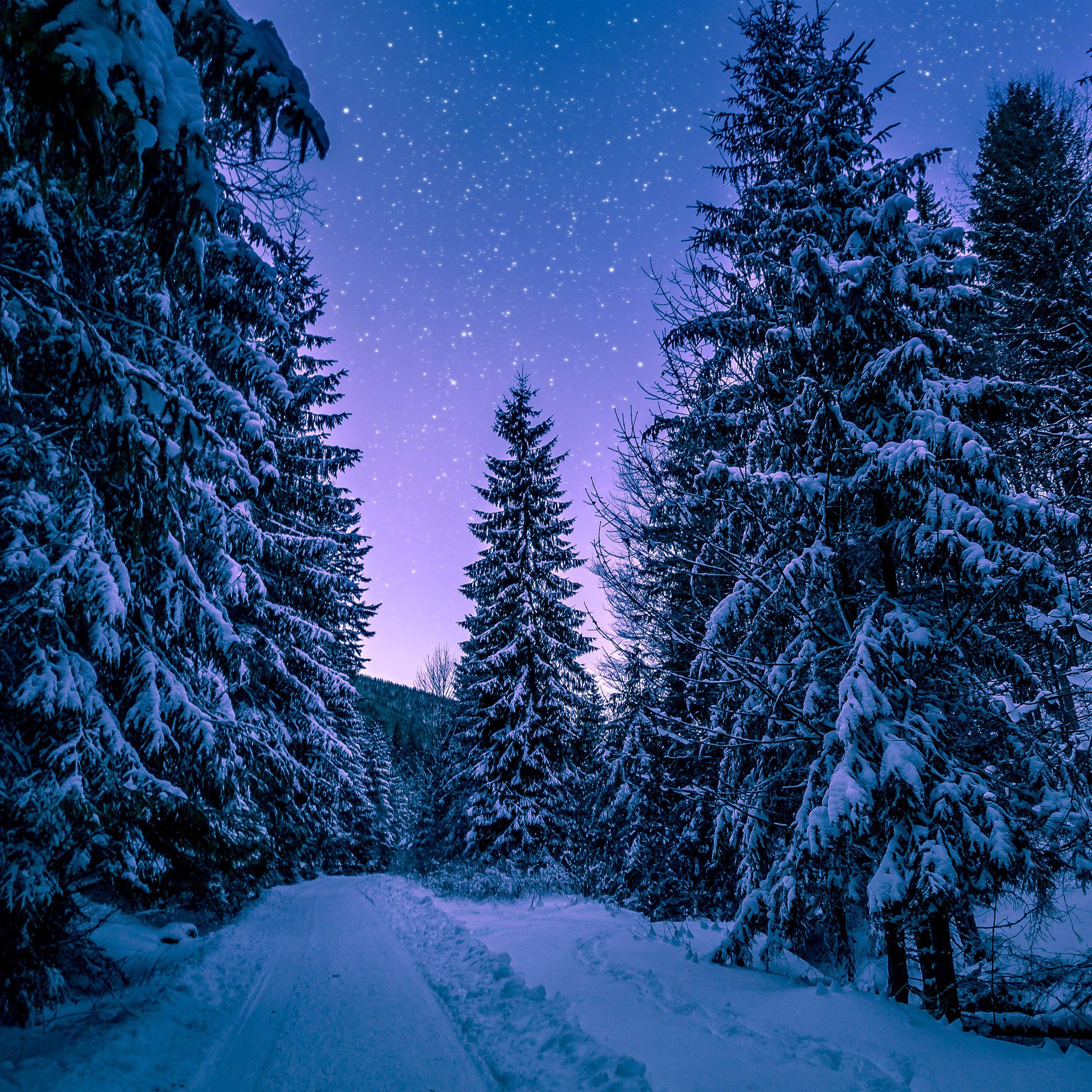 Snow Winter Wood Tree Road Night Nature Wallpaper