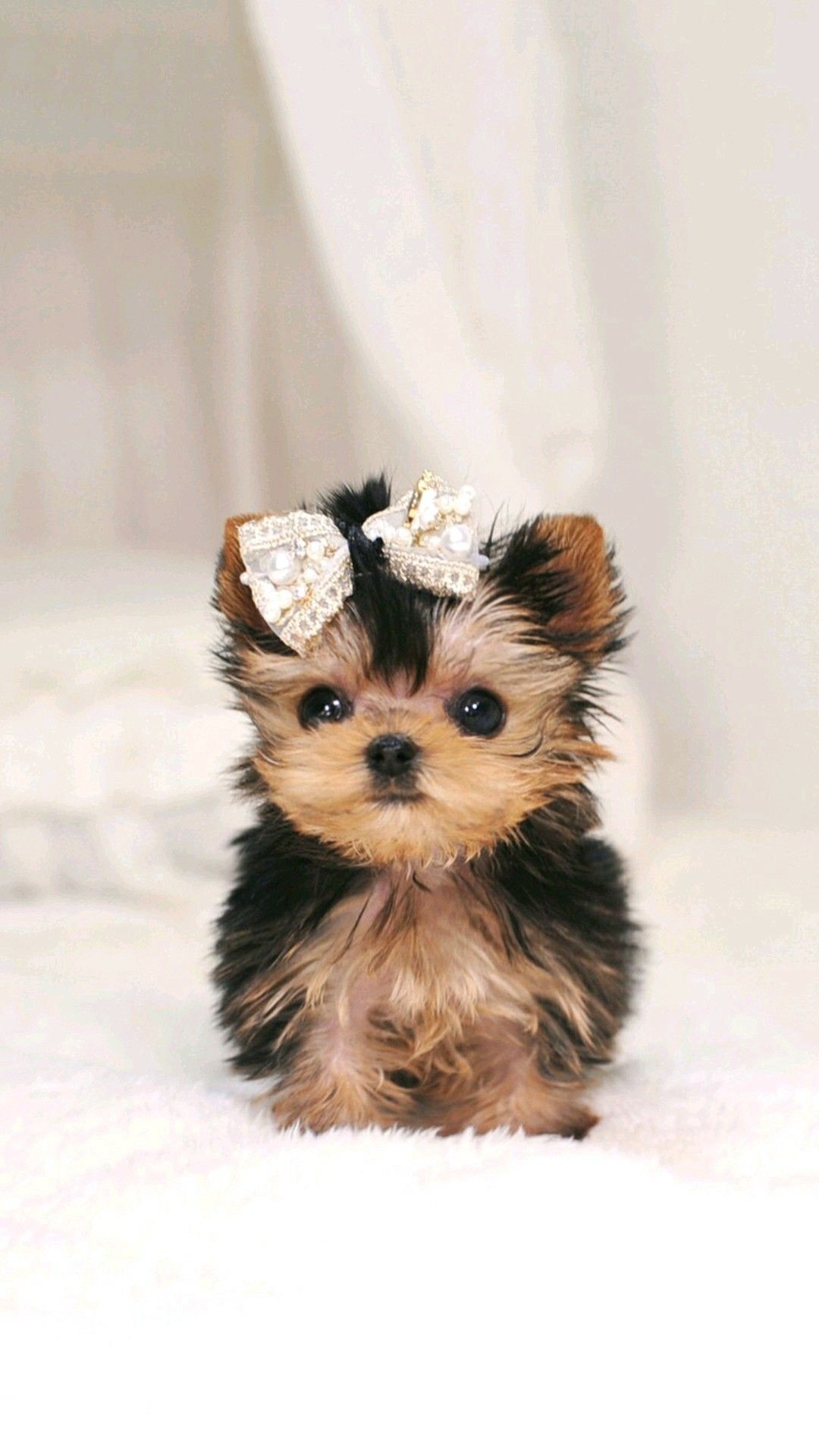 Adorable Puppy Wallpaper