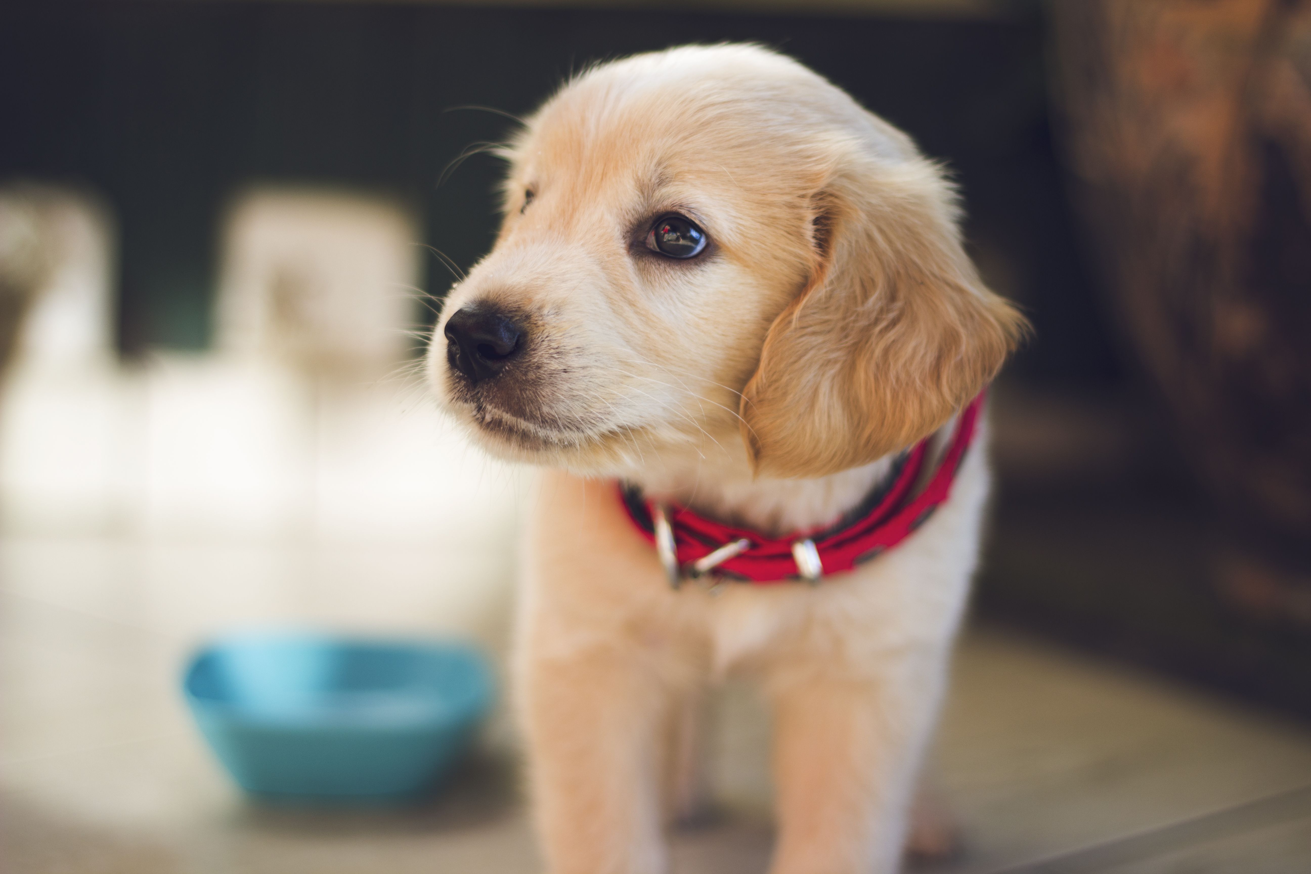 Puppy Wallpaper: Free HD Download [HQ]