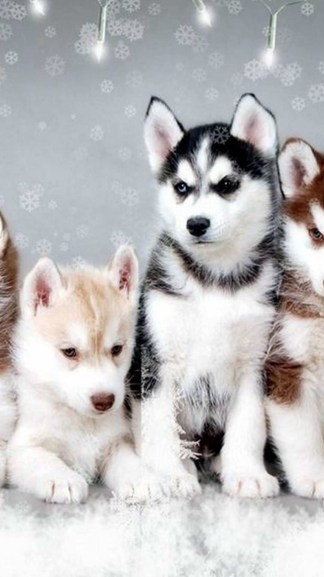 Cute Puppies Picture Background For Android Android Wallpaper