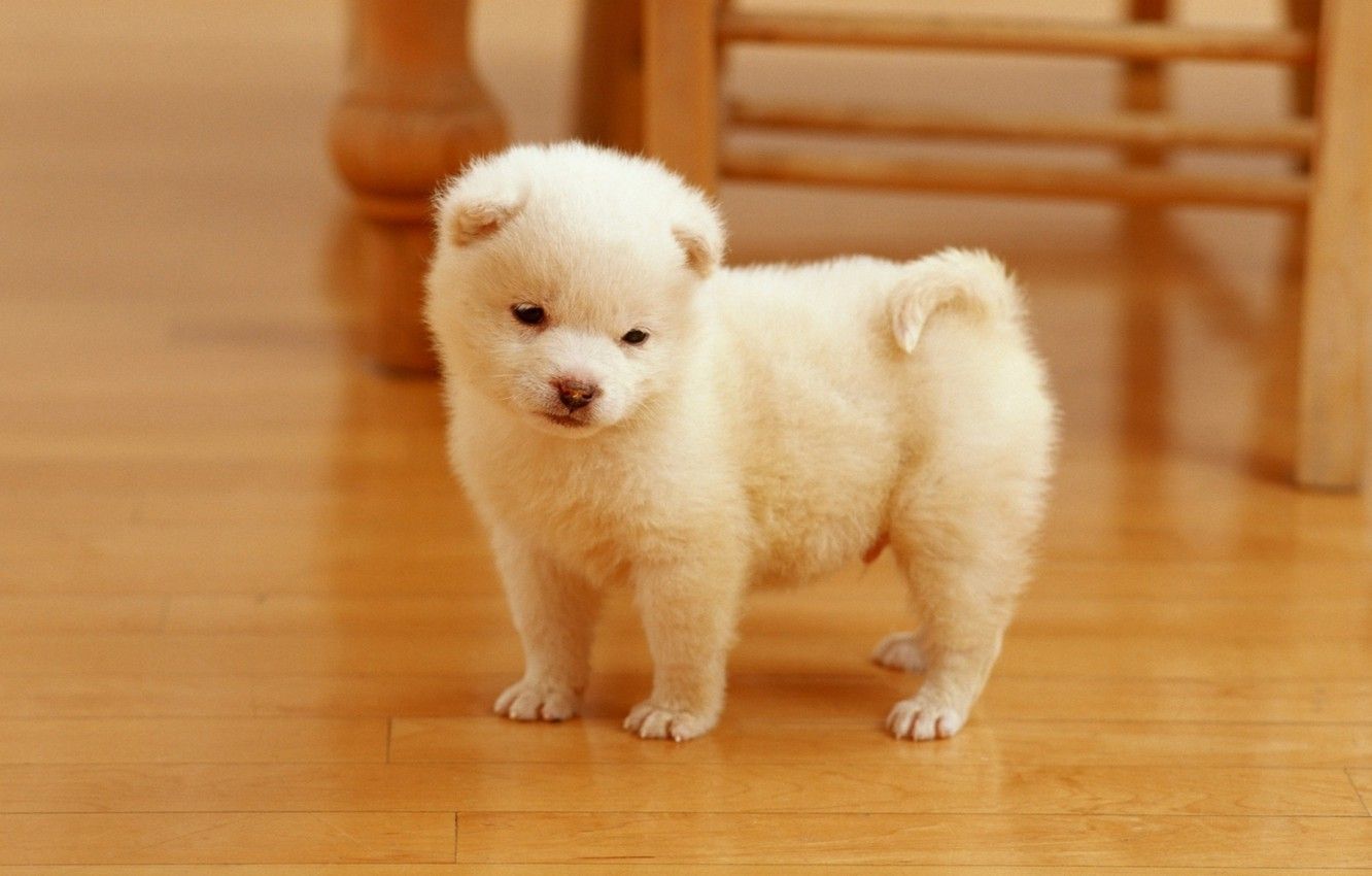 Wallpaper face, dog, puppy, white, puppy, dog, cute image for desktop, section собаки
