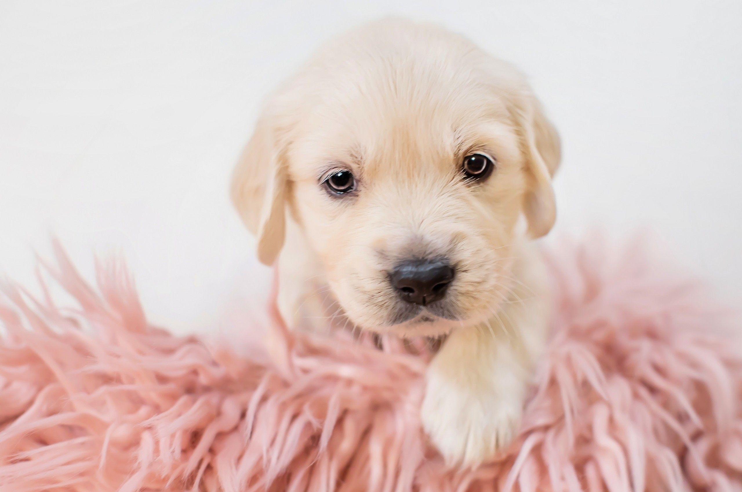 Download 2560x1700 Puppy, Cute, Dogs Wallpaper for Chromebook Pixel