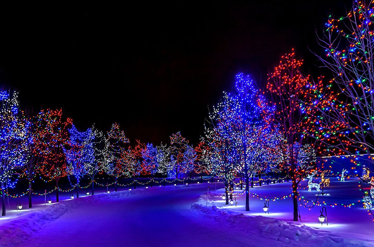 Picture Winter Nature Snow night time Fairy lights Street lights