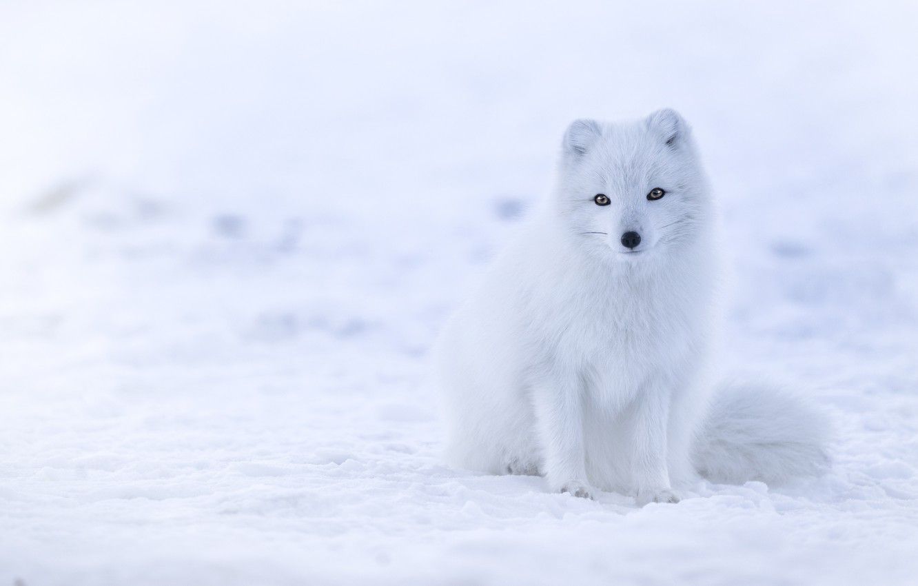Wallpaper winter, white, look, snow, the snow, Fox image for desktop, section животные